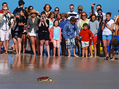 Releasing the turtles!