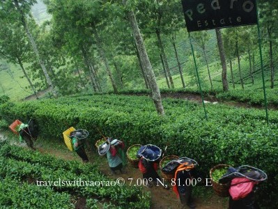 Tea Pickers in the Up Country in Sri Lanka